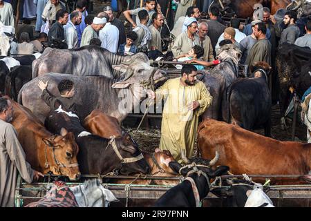 Cairo, Egypt. 24th June, 2023. Egyptian customers and vendors are seen at a livestock market on the outskirts of Cairo, Egypt, June 24, 2023. As Egyptians prepare to celebrate Eid al-Adha, the skyrocketing livestock prices, caused by high inflation and devaluation of the local currency, have cast a shadow over the festivities.TO GO WITH 'Feature: Egyptians to scale down animal sacrifices in Eid al-Adha amid gloomy economy' Credit: Ahmed Gomaa/Xinhua/Alamy Live News Stock Photo