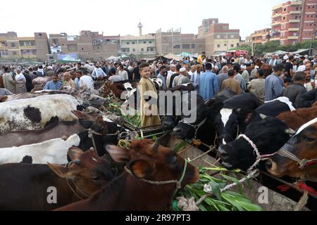 Cairo, Egypt. 24th June, 2023. Egyptian customers and vendors are seen at a livestock market on the outskirts of Cairo, Egypt, June 24, 2023. As Egyptians prepare to celebrate Eid al-Adha, the skyrocketing livestock prices, caused by high inflation and devaluation of the local currency, have cast a shadow over the festivities.TO GO WITH 'Feature: Egyptians to scale down animal sacrifices in Eid al-Adha amid gloomy economy' Credit: Ahmed Gomaa/Xinhua/Alamy Live News Stock Photo