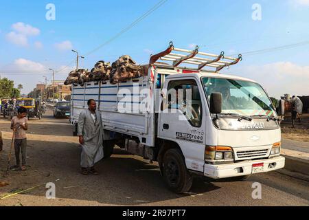 Cairo, Egypt. 24th June, 2023. A truck loaded with livestock is seen at a livestock market on the outskirts of Cairo, Egypt, June 24, 2023. As Egyptians prepare to celebrate Eid al-Adha, the skyrocketing livestock prices, caused by high inflation and devaluation of the local currency, have cast a shadow over the festivities.TO GO WITH 'Feature: Egyptians to scale down animal sacrifices in Eid al-Adha amid gloomy economy' Credit: Ahmed Gomaa/Xinhua/Alamy Live News Stock Photo