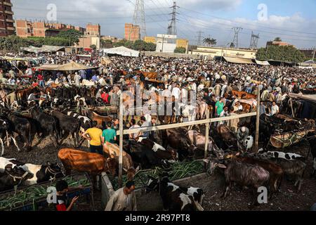 Cairo, Egypt. 24th June, 2023. Egyptian customers and vendors are seen at a livestock market on the outskirts of Cairo, Egypt, June 24, 2023. As Egyptians prepare to celebrate Eid al-Adha, the skyrocketing livestock prices, caused by high inflation and devaluation of the local currency, have cast a shadow over the festivities.TO GO WITH 'Feature: Egyptians to scale down animal sacrifices in Eid al-Adha amid gloomy economy' Credit: Ahmed Gomaa/Xinhua/Alamy Live News Stock Photo