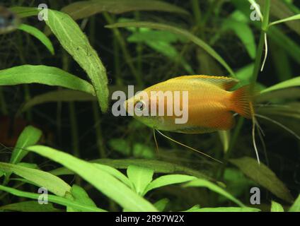 Sunset Honey Gourami [ Trichogaster chuna ] in home aquarium Stock Photo