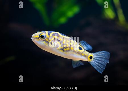 Figure 8 or eyespot puffer [ Tetraodon biocellatus ] in brackish water home aquarium Stock Photo