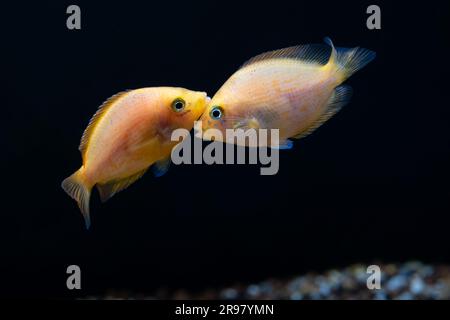 Orange chromide [ Etroplus maculatus ] in brackish water home aquarium Stock Photo