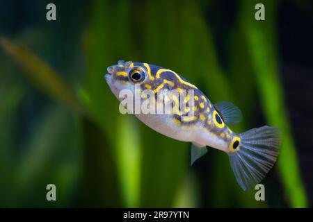 Figure 8 or eyespot puffer [ Tetraodon biocellatus ] in brackish water home aquarium Stock Photo