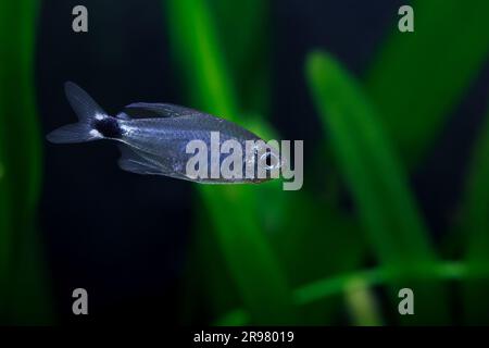 Dawn tetra [ Aphyocharax nattereri ] in planted home aquarium Stock