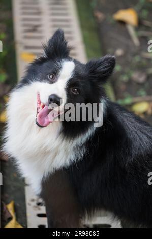 The Border collie happily looking at the camera Stock Photo