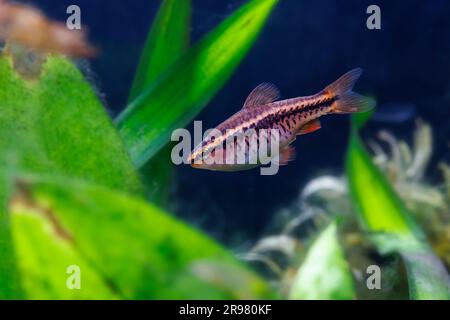 Cherry Barb [ Puntius titteya ] in planted home aquarium Stock Photo