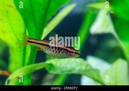 Cherry Barb [ Puntius titteya ] in planted home aquarium Stock Photo