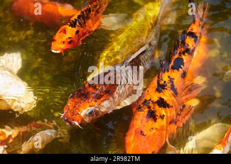 High angle view of koi carps swimming in pond Stock Photo