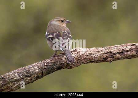 A beautiful female chaffinch is sitting on a branch looking to the right into a natural out of focus background which is perfect for text copy space Stock Photo