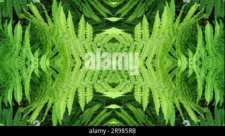 Fern leaves symmetrical background. Botany Background Stock Photo
