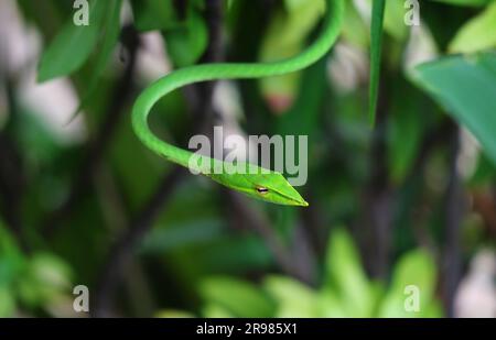 Closeup of a Vibrant Green Ahaetulla Prasina or Oriental Whip Snake in the Urban Garden