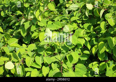 Japanese Knotweed along side of Hollandsche IJssel dike as invasive exotic species in Nieuwerkerk aan den IJssel the Netherlands Stock Photo