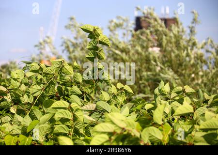 Japanese Knotweed along side of Hollandsche IJssel dike as invasive exotic species in Nieuwerkerk aan den IJssel the Netherlands Stock Photo