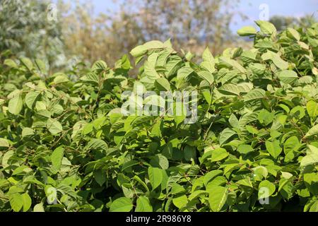 Japanese Knotweed along side of Hollandsche IJssel dike as invasive exotic species in Nieuwerkerk aan den IJssel the Netherlands Stock Photo