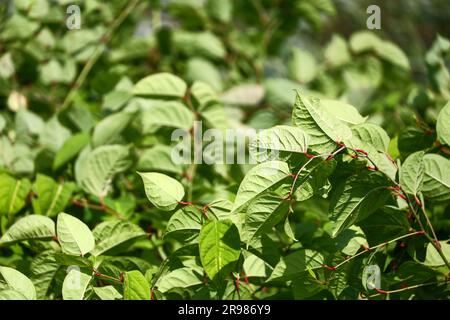 Japanese Knotweed along side of Hollandsche IJssel dike as invasive exotic species in Nieuwerkerk aan den IJssel the Netherlands Stock Photo