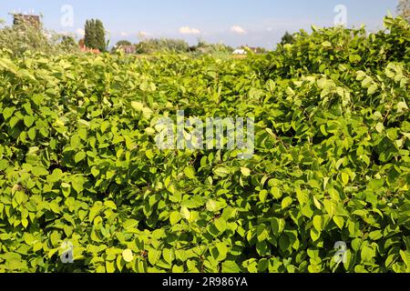 Japanese Knotweed along side of Hollandsche IJssel dike as invasive exotic species in Nieuwerkerk aan den IJssel the Netherlands Stock Photo