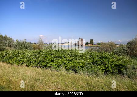 Japanese Knotweed along side of Hollandsche IJssel dike as invasive exotic species in Nieuwerkerk aan den IJssel the Netherlands Stock Photo