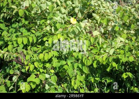 Japanese Knotweed along side of Hollandsche IJssel dike as invasive exotic species in Nieuwerkerk aan den IJssel the Netherlands Stock Photo