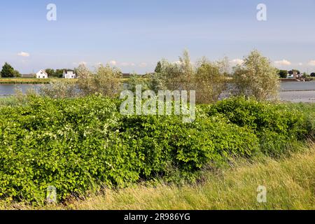 Japanese Knotweed along side of Hollandsche IJssel dike as invasive exotic species in Nieuwerkerk aan den IJssel the Netherlands Stock Photo