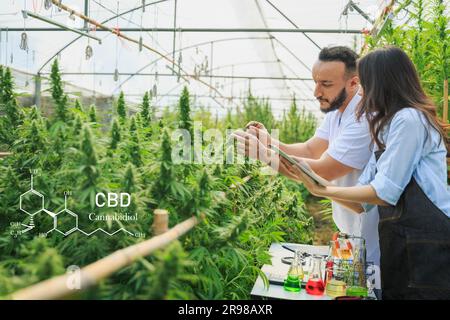 Female scientist and male  analizing hemp plants using science experiment equipment and working with laptop computer in a greenhouse. CBD hemp oil. Stock Photo