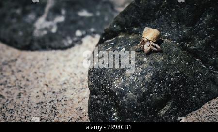 A close-up shot of a small crab perched on a rocky seabed Stock Photo
