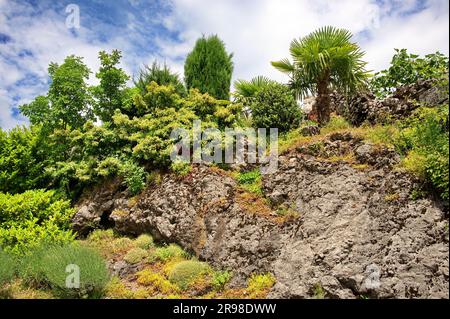 Low angle view of Mediterranean plants on the rock Stock Photo