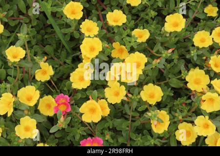 Moss rose purslane flower plant on nursery for harvest are cash crops Stock Photo