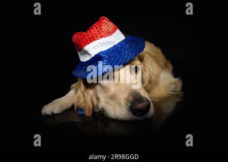 Independence day 4th of july dog. Labrador retriever wearing usa flag hat costume or disguise with sad tired expression face Isolated on black backgro Stock Photo