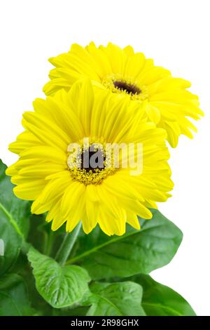 1 yellow Gerbera flower isolated on white  background Stock Photo
