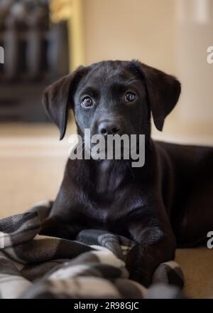 Portrait of an adorable cute 11 week old pedigree black Labrador puppy in lying down position with blanket in a living room setting with copy space Stock Photo