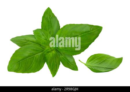Fresh Basil leaves isolated on white  background Stock Photo
