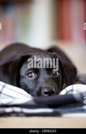 Portrait of an adorable cute 11 week old pedigree black Labrador puppy lying down position with his blanket in a living room setting with copy space Stock Photo