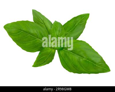 Fresh Basil leaves isolated on white  background Stock Photo