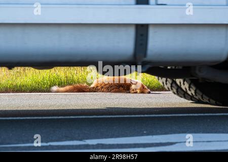 A young fox on the side of the road was driven dead Stock Photo