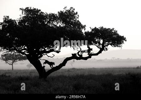 The image of Lions on tree was taken in Serengeti, Tanzania. Stock Photo
