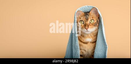 Bengal cat wrapped in a blue towel on an orange background. Copy space. Stock Photo