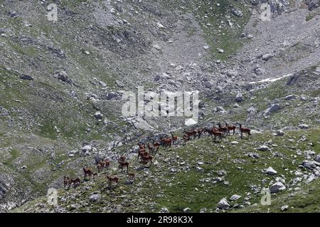 Deer and fawns at Monte Meta and Passo dei Monaci in the Abruzzo Lazio and Molise National Park, Parco Abruzzo, Molise Stock Photo