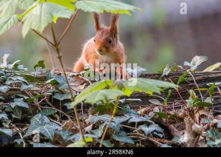 A cute red squirrel perched on a log looking around its environment with an inquisitive expression Stock Photo