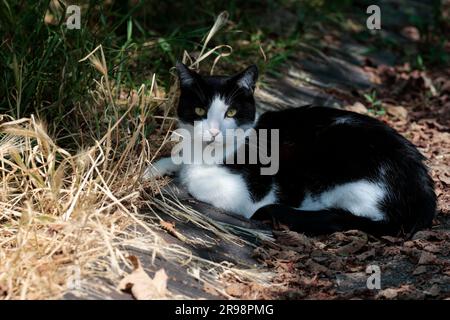 Black and white cat resting in the shade under trees with amber eyes alert and staring at the camera a local free roaming pet on a hot summer day Stock Photo