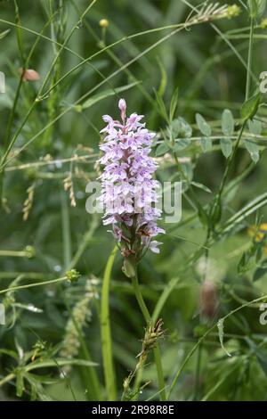 A common spotted orchid in grassland in West Sussex, UK Stock Photo