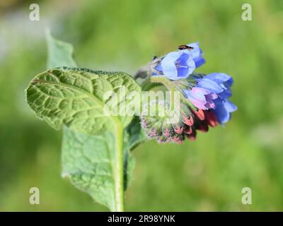 Common comfrey blue flowers closeup outdoor Stock Photo