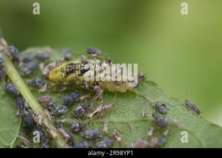 Larva of syrphus hover fly feeding on aphids on bird cherry tree Stock Photo