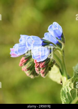 Common comfrey blue flowers closeup outdoor Stock Photo