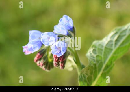 Common comfrey blue flowers closeup outdoor Stock Photo