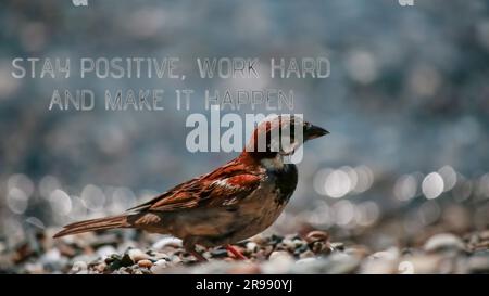 Stay positive, work hard and make it happen. sparrow picture. Stock Photo