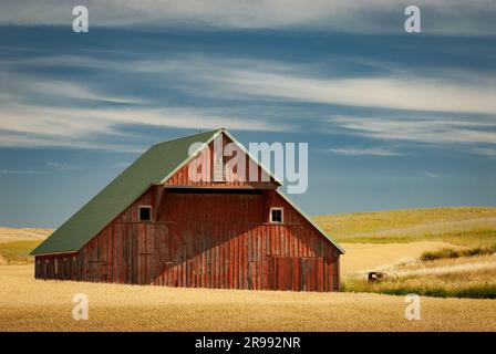 Old barn and ripe wheat fields, Latah County, Idaho, USA. Stock Photo