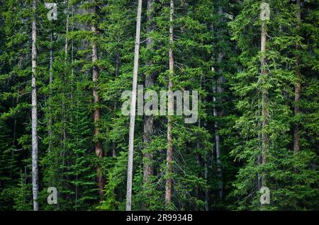 Lodgepole Pine (Pinus contorta) forest in summer, Bridger-Teton National Forest, Fremont County, Wyoming, USA Stock Photo