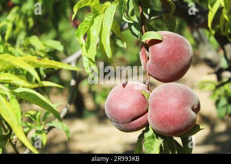 Ripe peaches on tree branch in orchard. Stock Photo