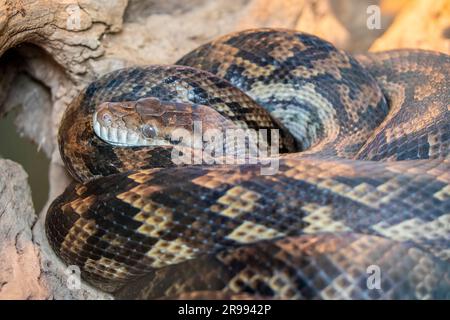 The amethystine python (Simalia amethistina) is a species of non-venomous snake in the family Pythonidae. The species is found in Indonesia and Papua Stock Photo